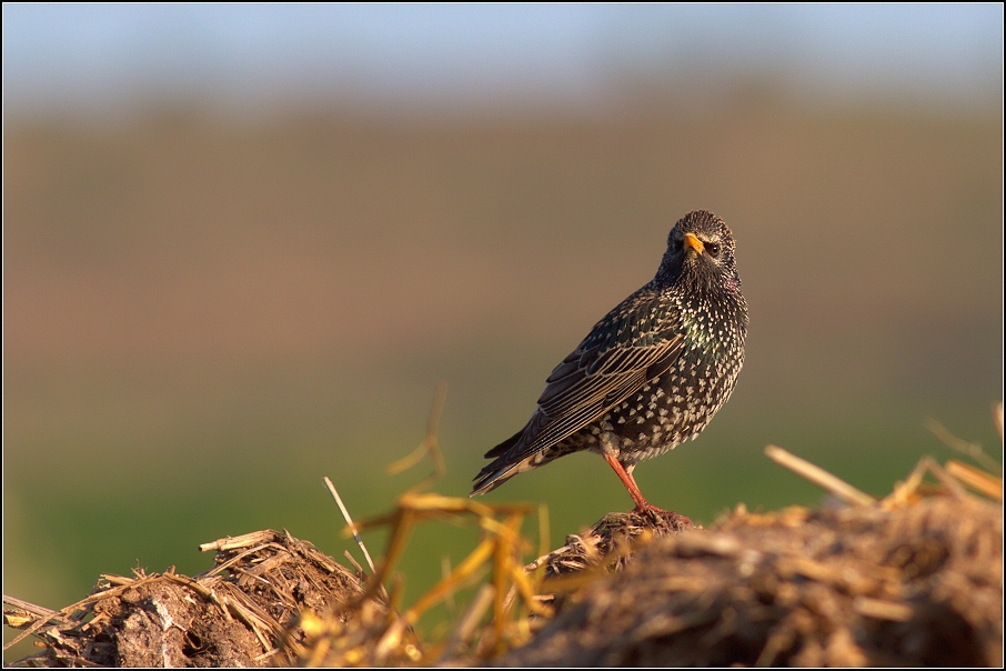 Špaček obecný ( Sturnus vulgaris )