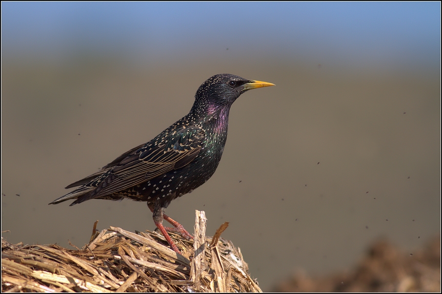 Špaček obecný ( Sturnus vulgaris )