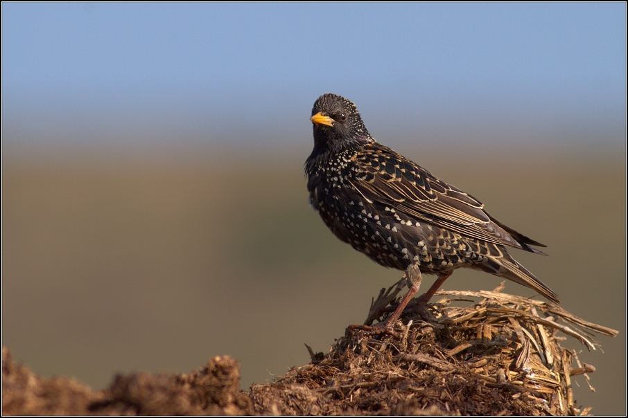 Špaček obecný ( Sturnus vulgaris )