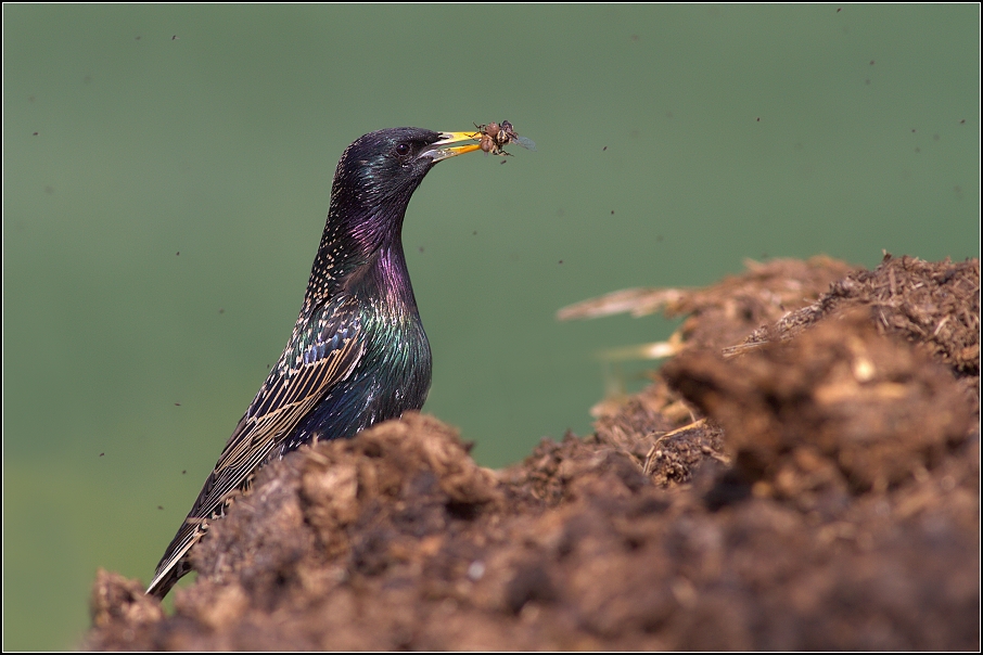 Špaček obecný ( Sturnus vulgaris )