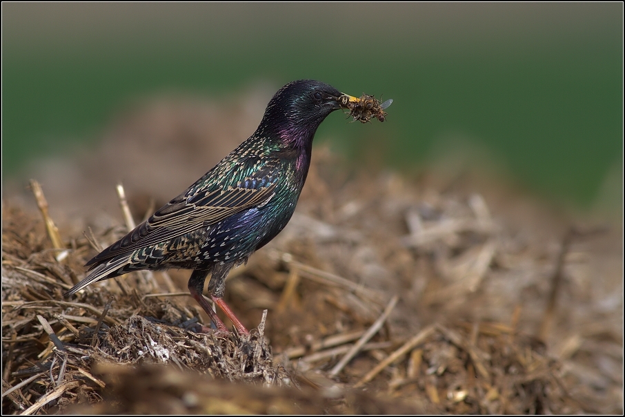 Špaček obecný ( Sturnus vulgaris )