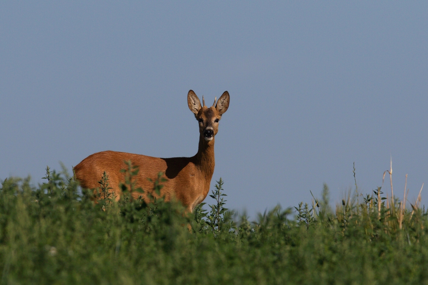 Srnec obecný  ( Capreolus capreolus )