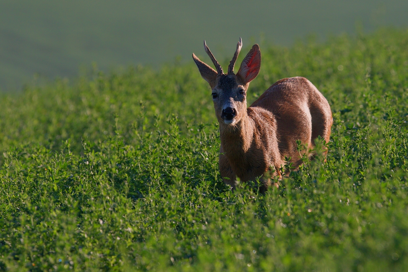 Srnec obecný  ( Capreolus capreolus )