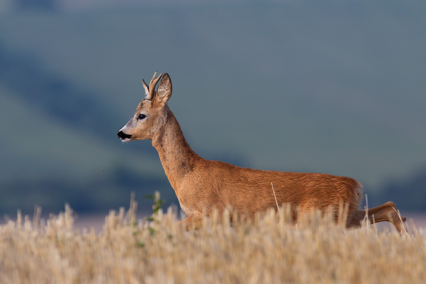 Srnec obecný  ( Capreolus capreolus )