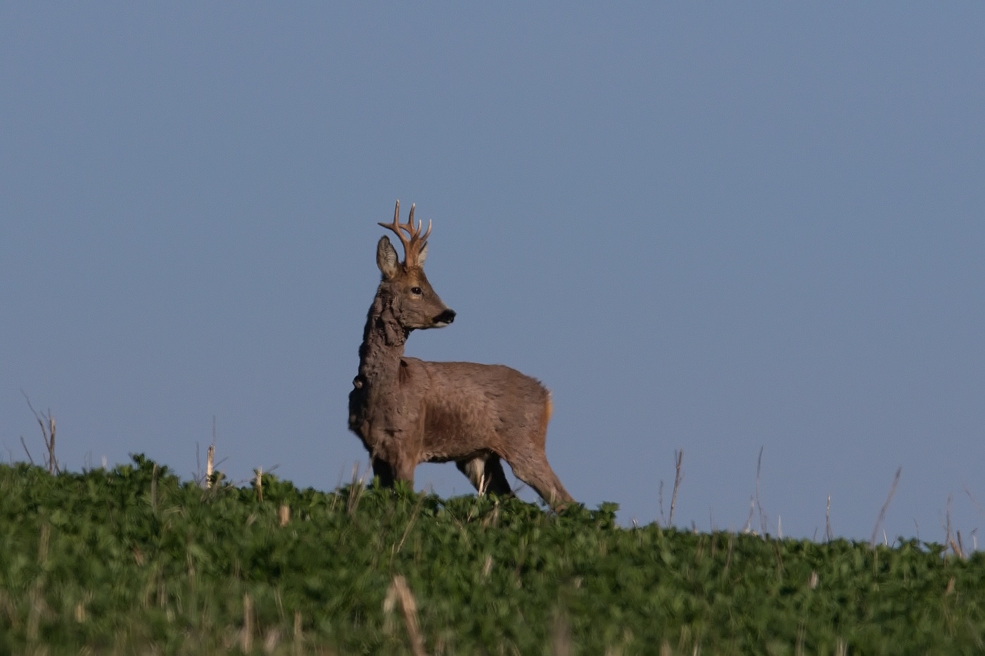 Srnec obecný  ( Capreolus capreolus )