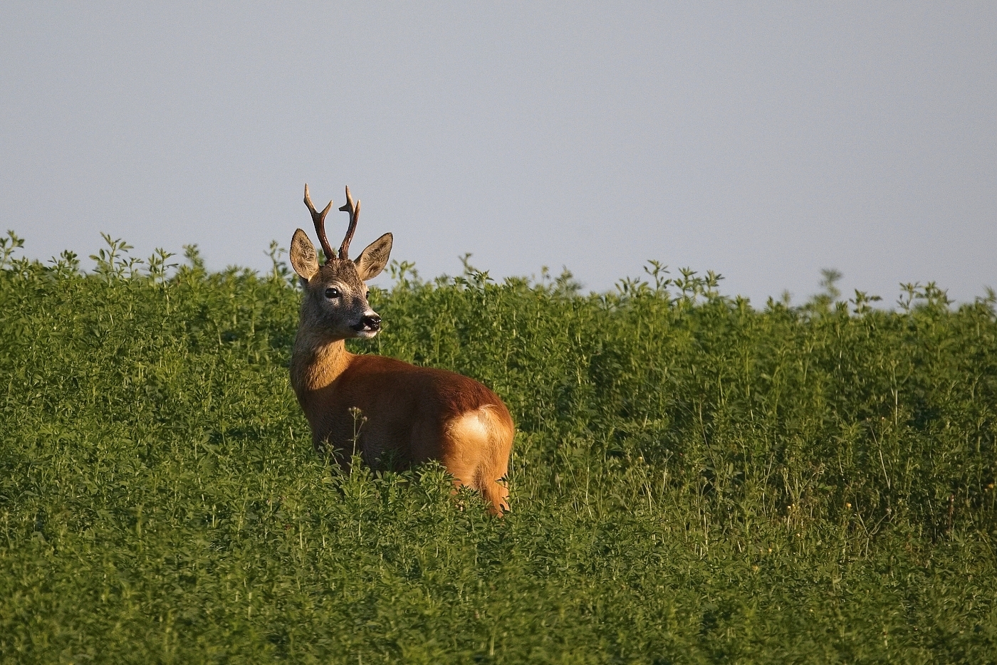 Srnec obecný  ( Capreolus capreolus )