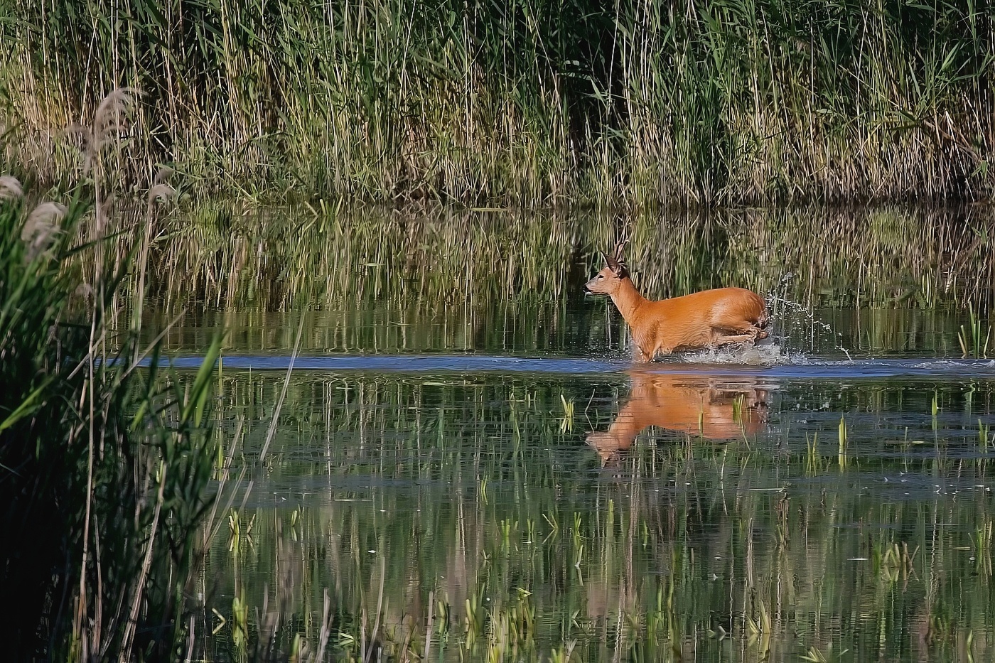 Srnec obecný  ( Capreolus capreolus )