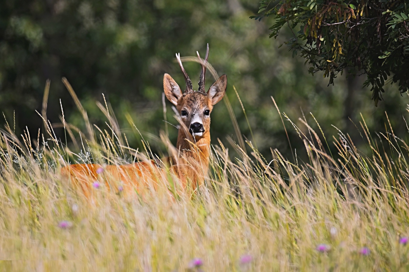 Srnec obecný  ( Capreolus capreolus )