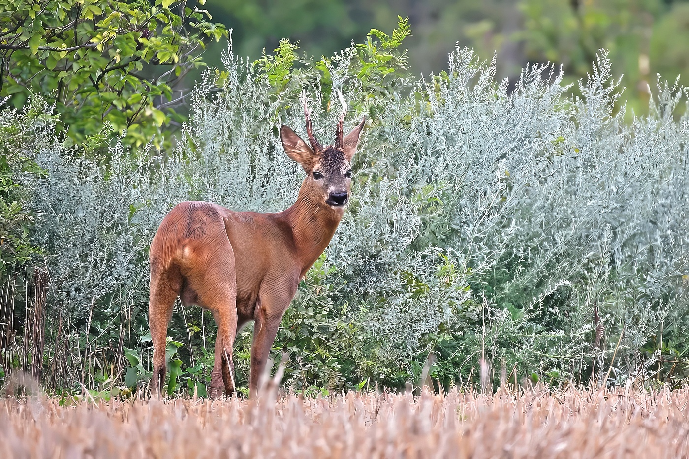 Srnec obecný  ( Capreolus capreolus )
