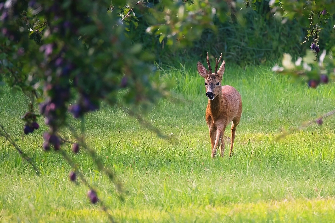 Srnec obecný  ( Capreolus capreolus )