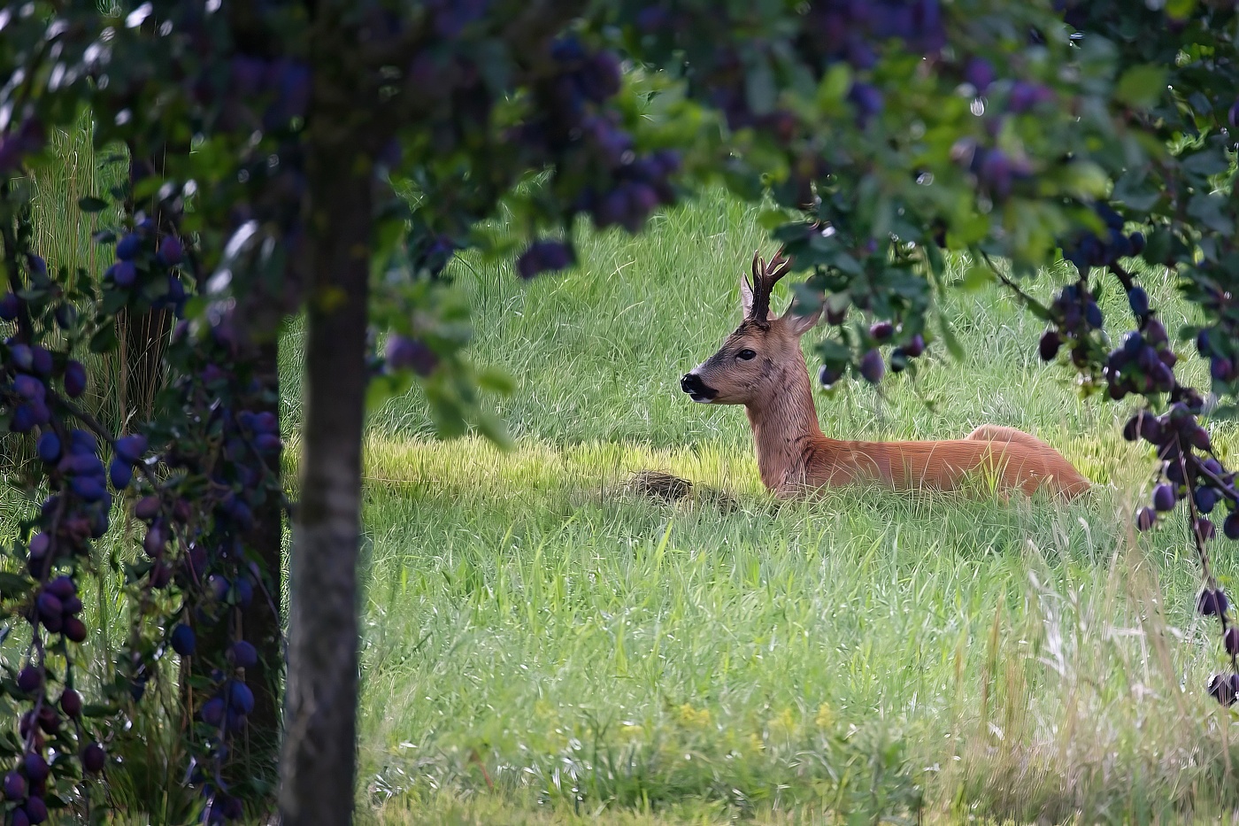 Srnec obecný  ( Capreolus capreolus )