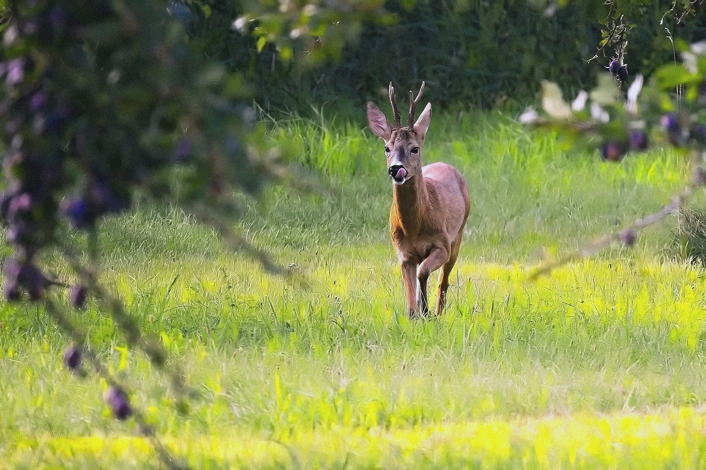 Srnec obecný  ( Capreolus capreolus )