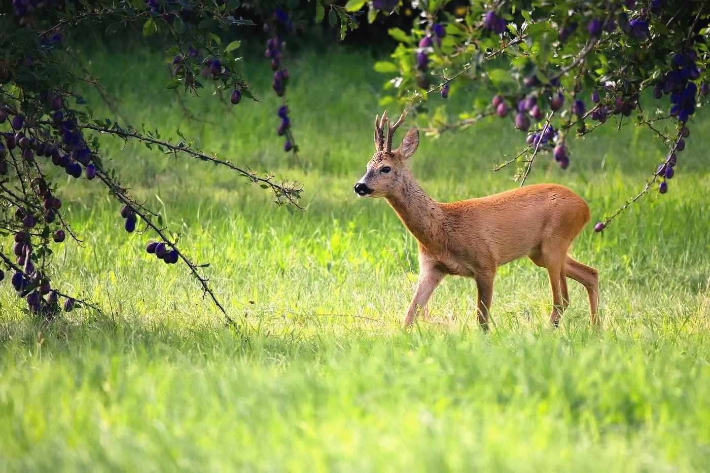 Srnec obecný  ( Capreolus capreolus )