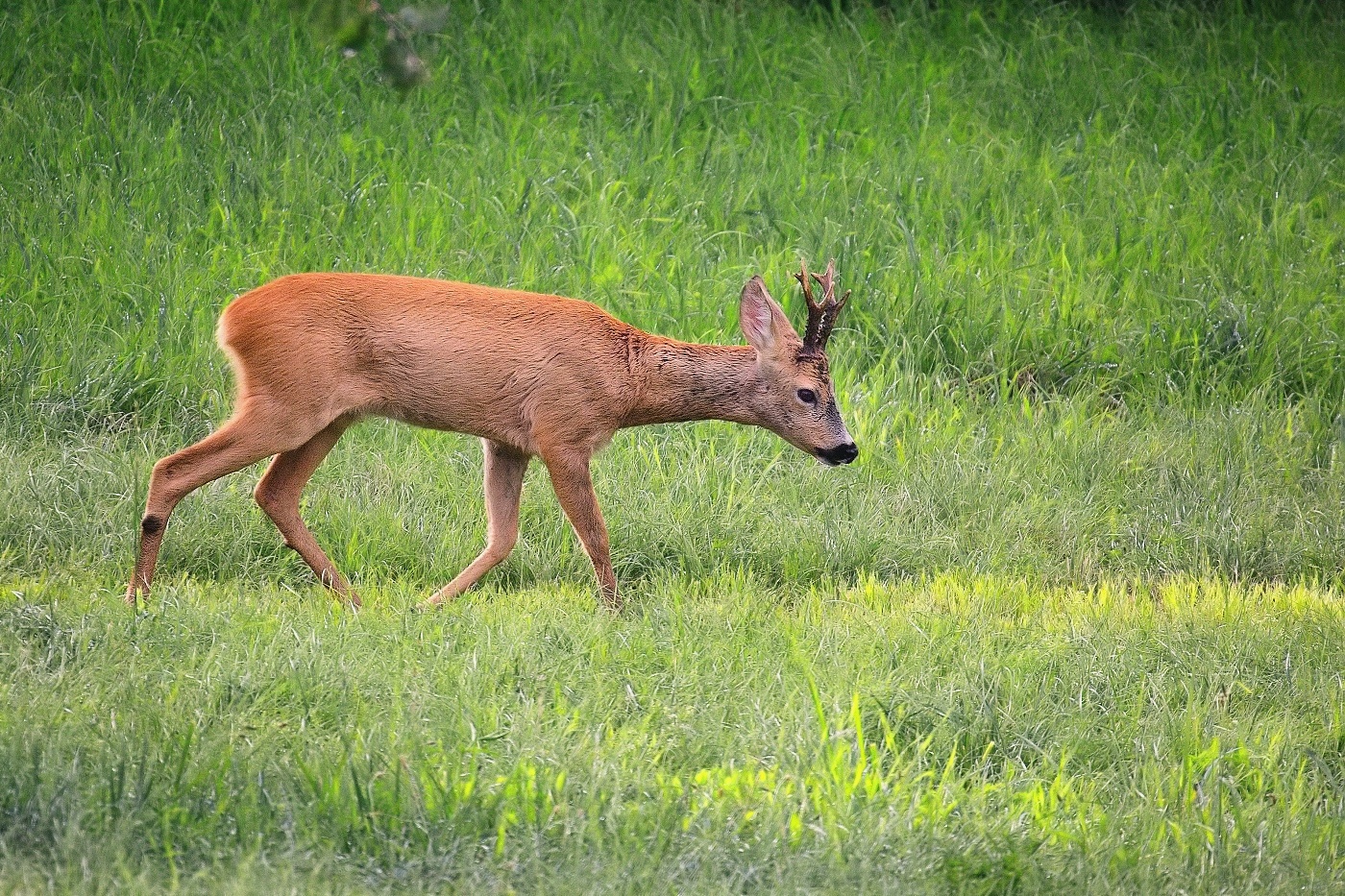 Srnec obecný  ( Capreolus capreolus )