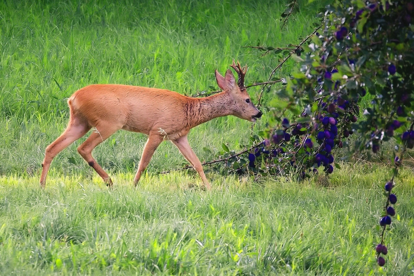 Srnec obecný  ( Capreolus capreolus )