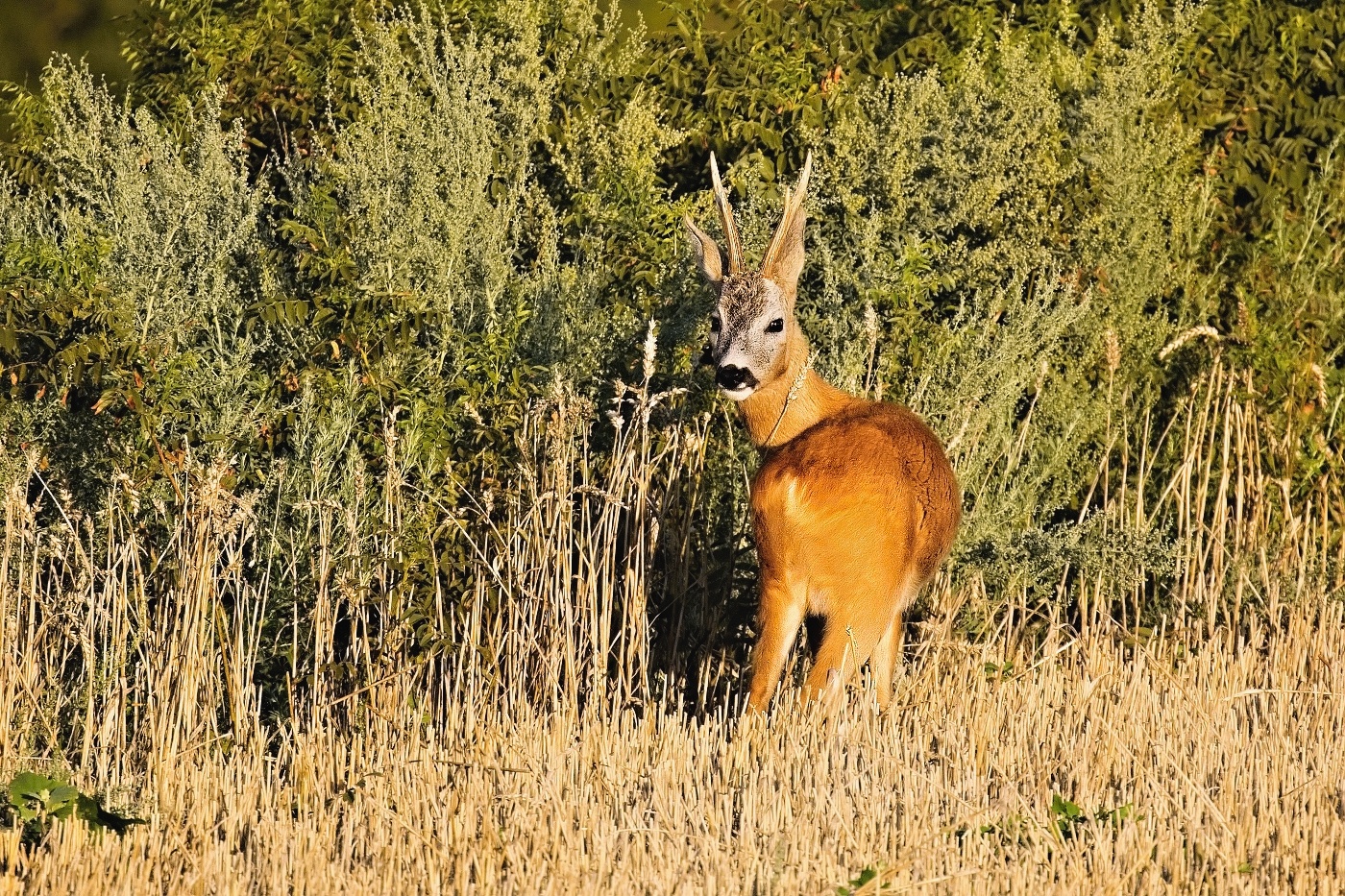 Srnec obecný  ( Capreolus capreolus )