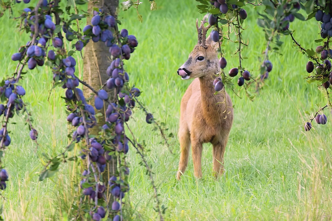 Srnec obecný  ( Capreolus capreolus )