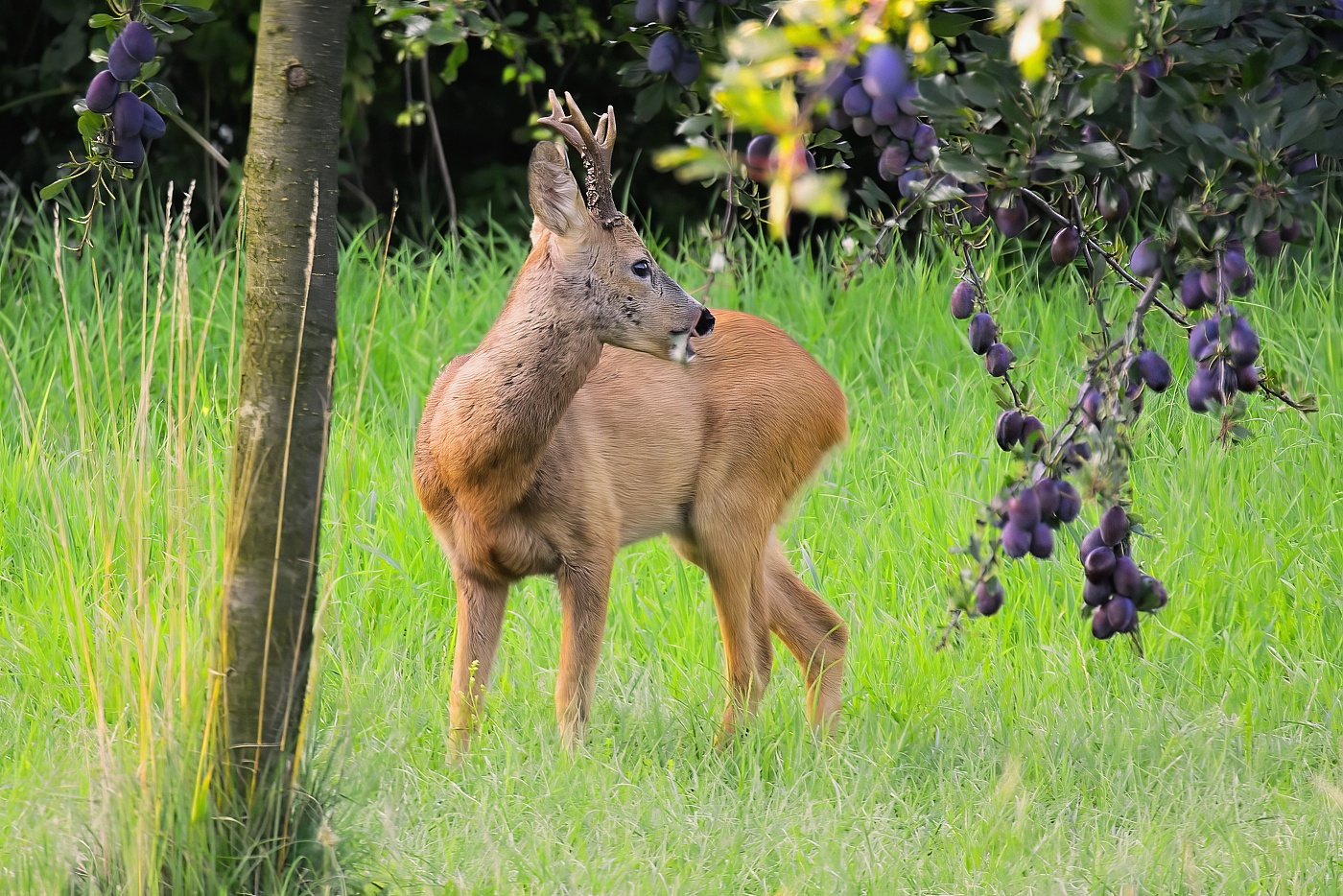 Srnec obecný  ( Capreolus capreolus )