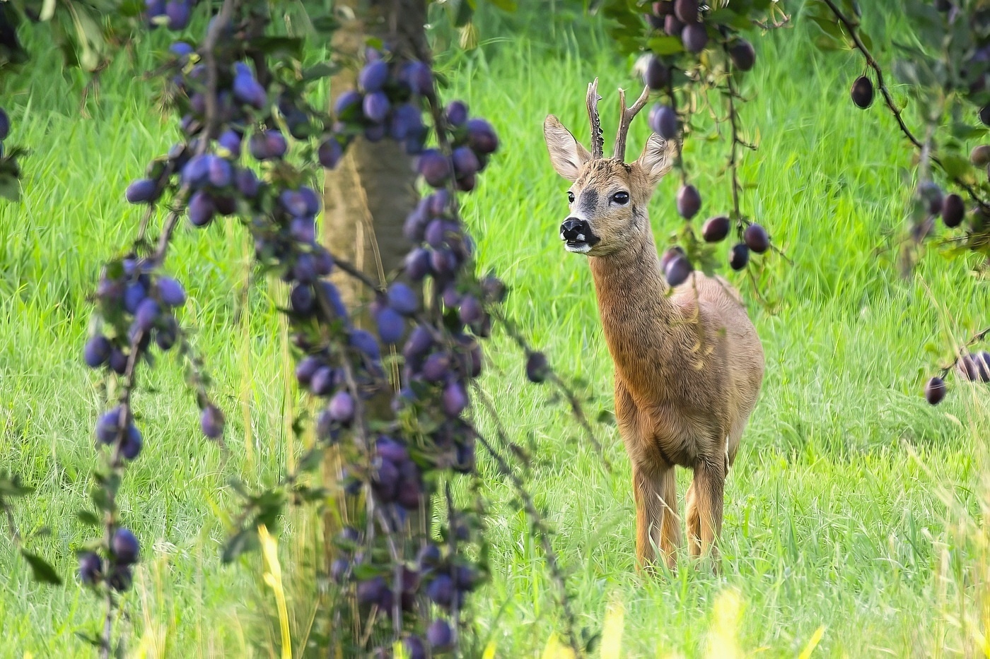 Srnec obecný  ( Capreolus capreolus )