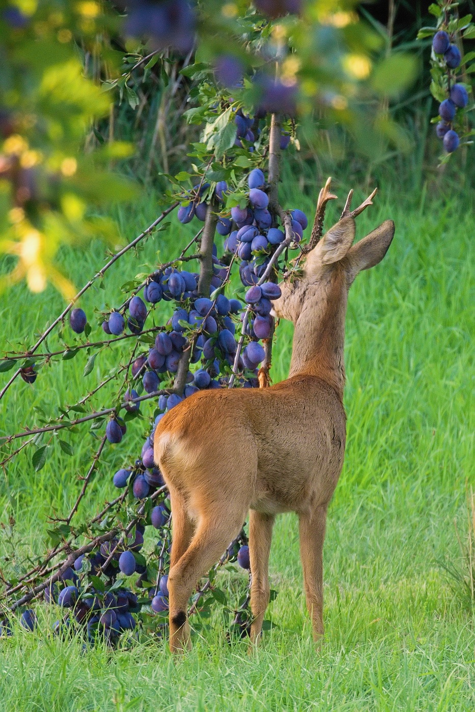 Srnec obecný  ( Capreolus capreolus )
