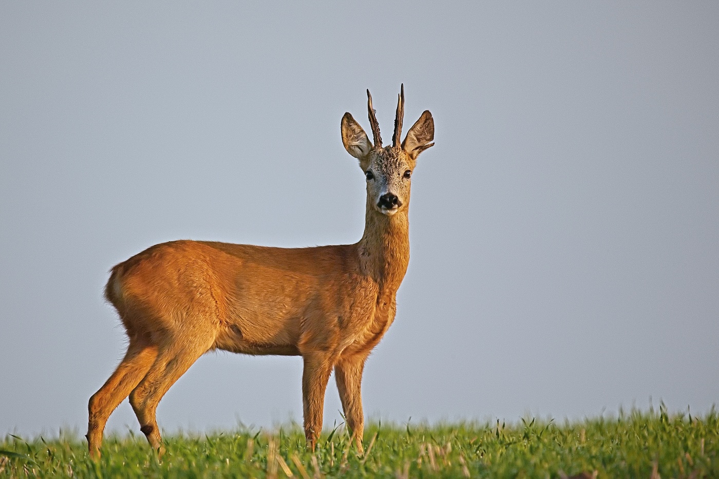 Srnec obecný  ( Capreolus capreolus )