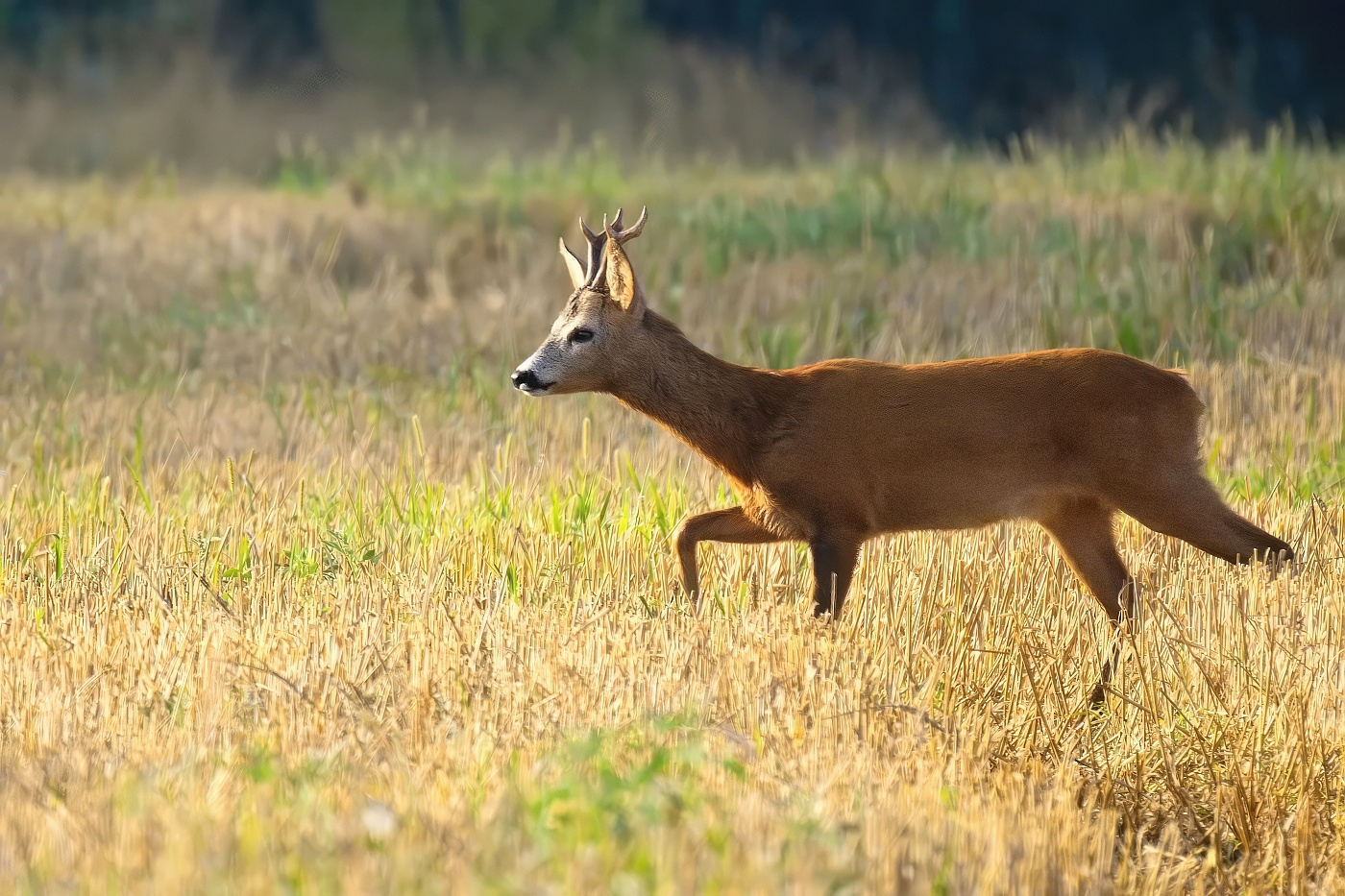 Srnec obecný  ( Capreolus capreolus )