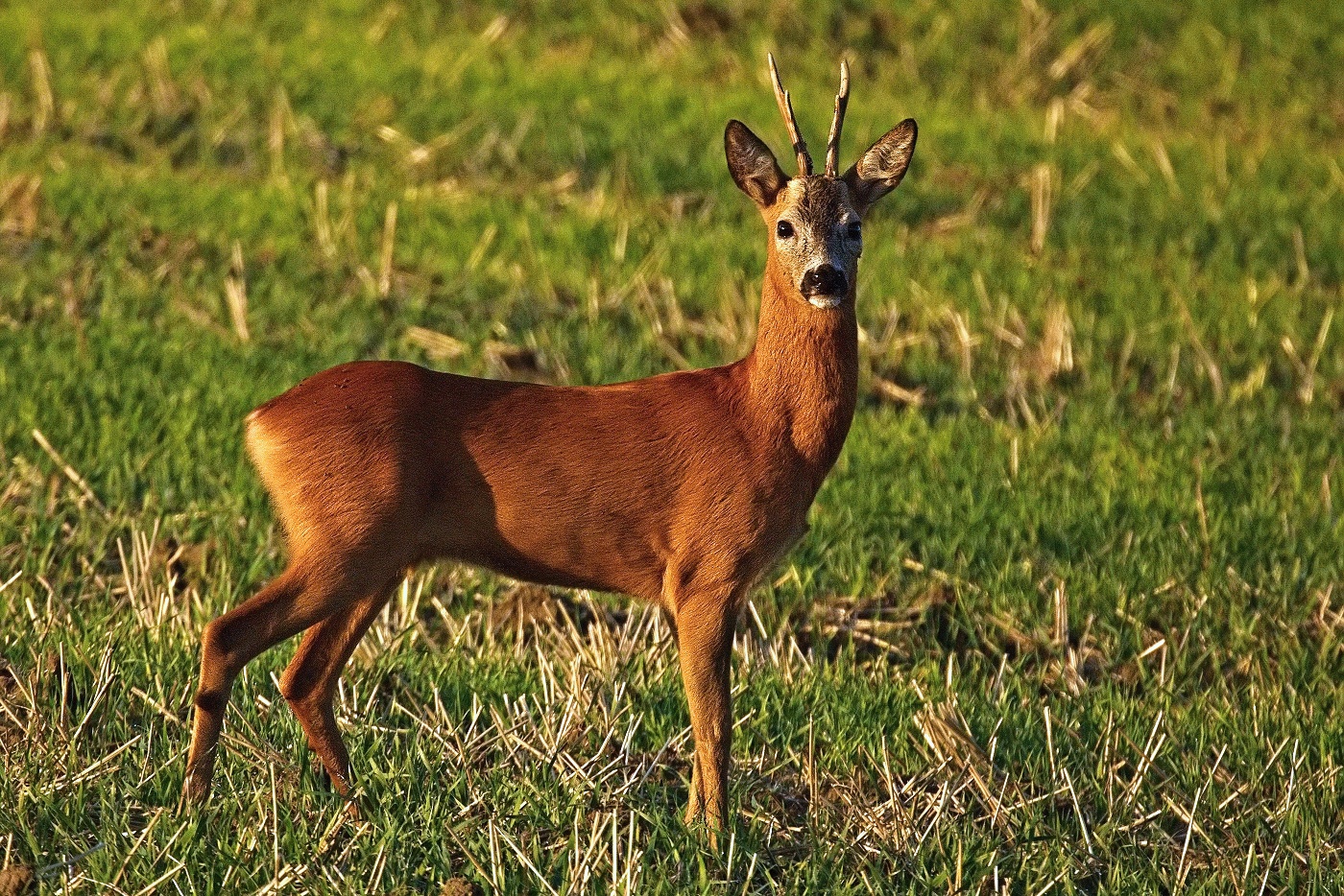 Srnec obecný  ( Capreolus capreolus )