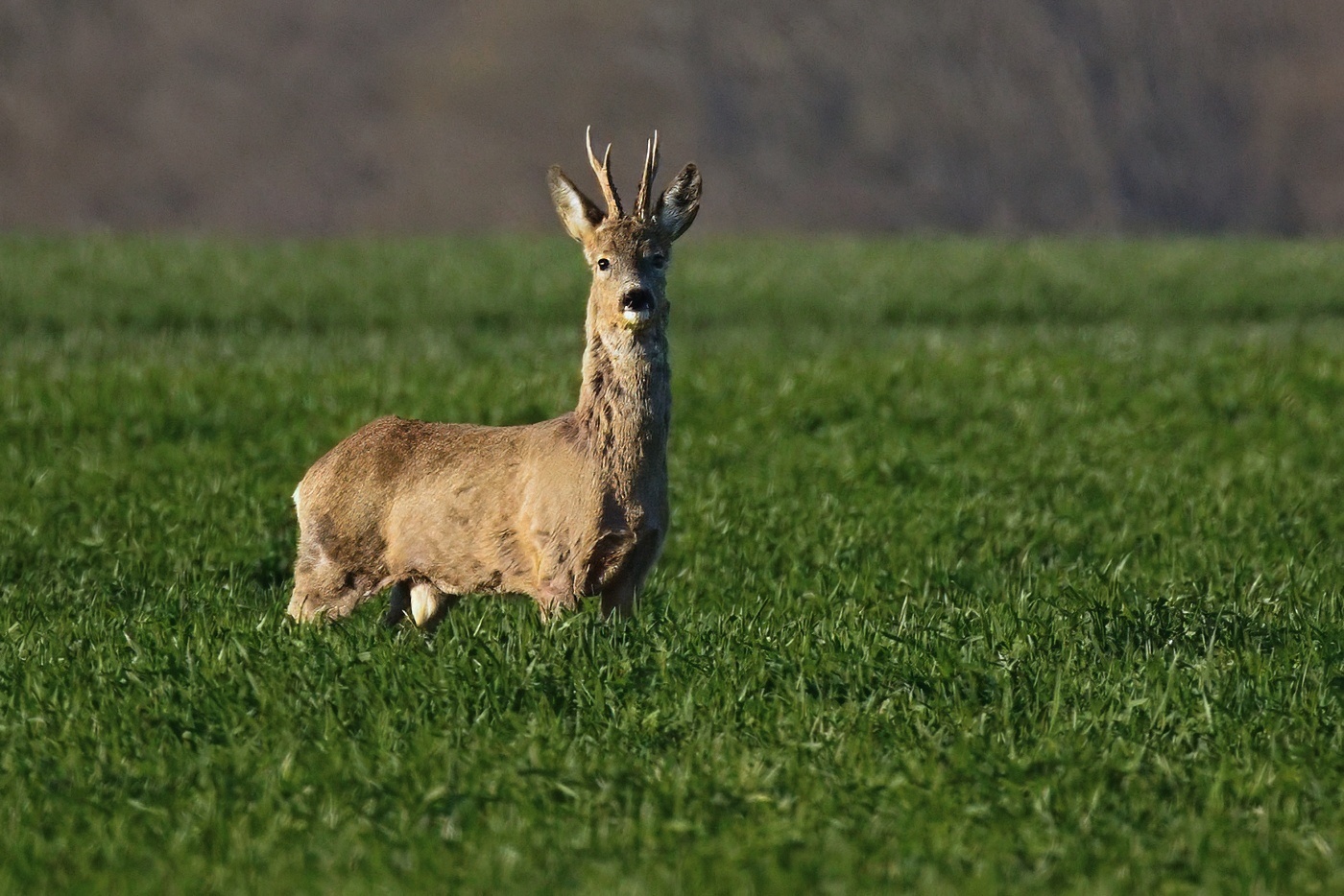 Srnec obecný  ( Capreolus capreolus )