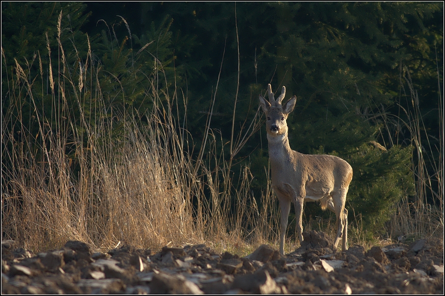 Srnec obecný ( Capreolus capreolus )