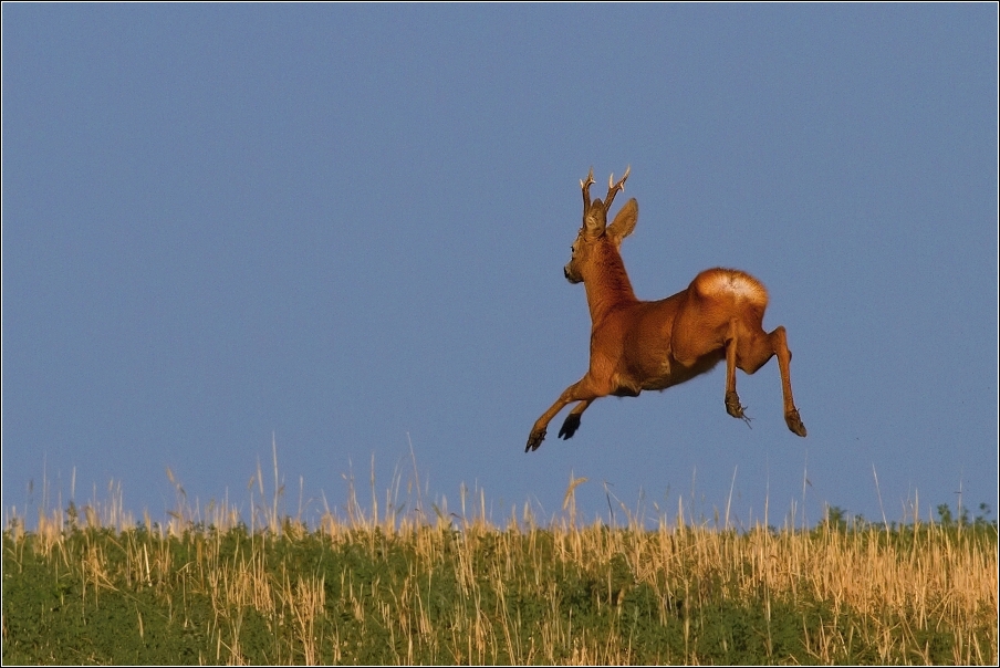 Srnec obecný  ( Capreolus  capreolus )