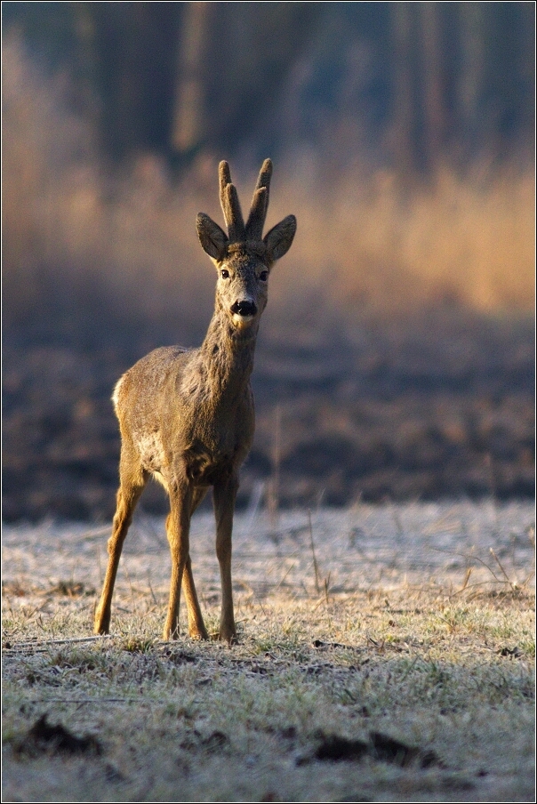 Srnec obecný  ( Capreolus  capreolus )