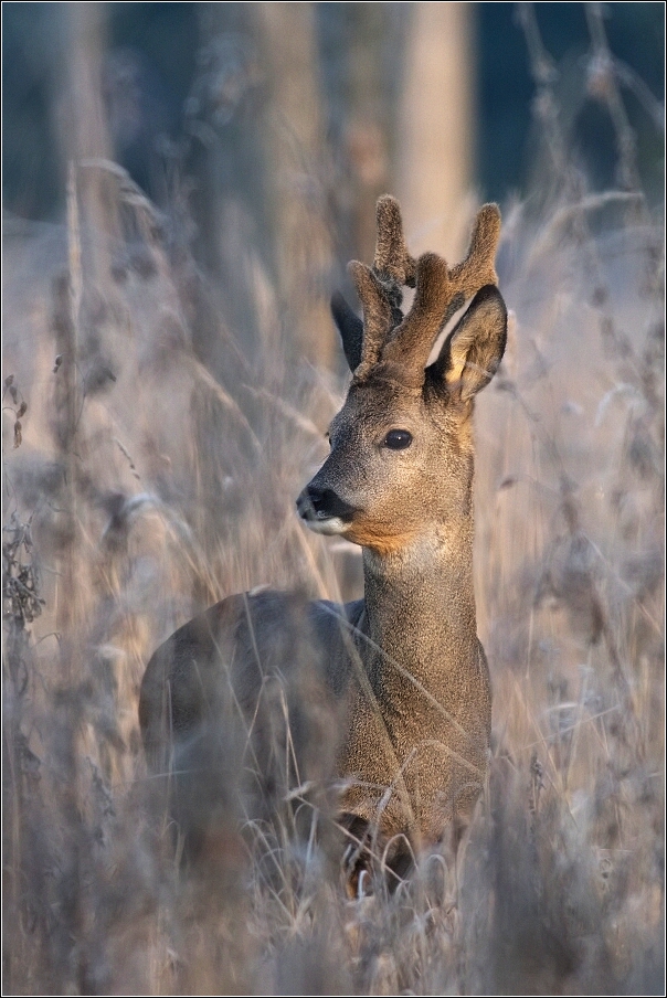 Srnec obecný  ( Capreolus  capreolus )