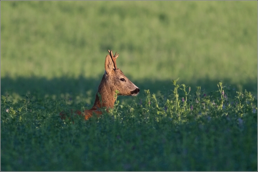 Srnec obecný  ( Capreolus  capreolus )