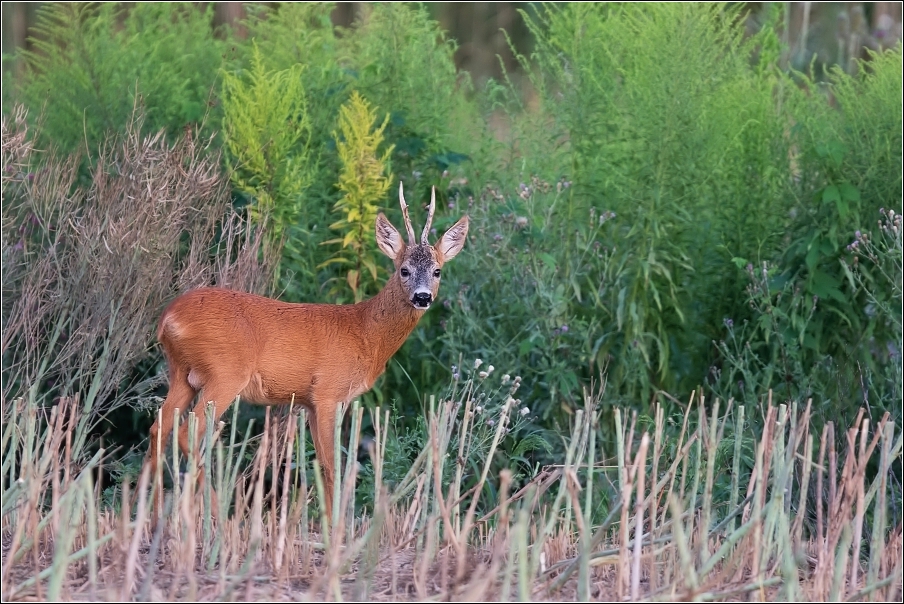 Srnec obecný  ( Capreolus  capreolus )