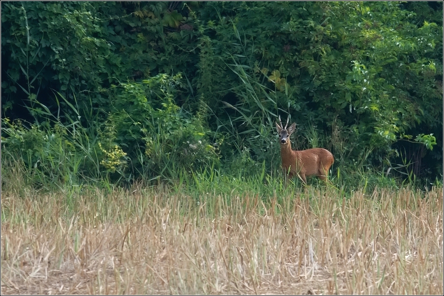 Srnec obecný  ( Capreolus  capreolus )