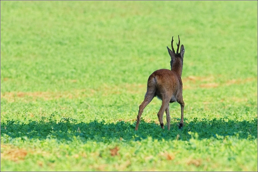 Srnec obecný  ( Capreolus  capreolus )