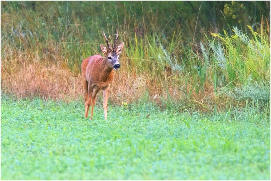 Srnec obecný  ( Capreolus  capreolus )