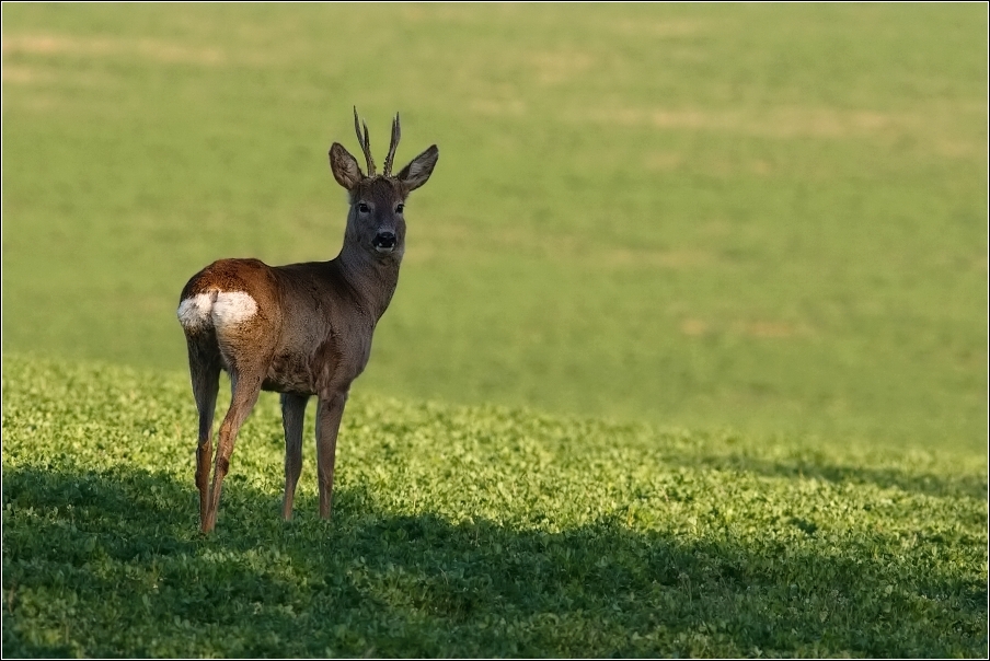 Srnec obecný  ( Capreolus  capreolus )