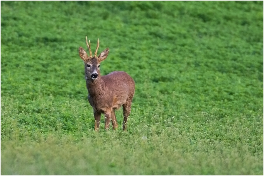 Srnec obecný  ( Capreolus  capreolus )