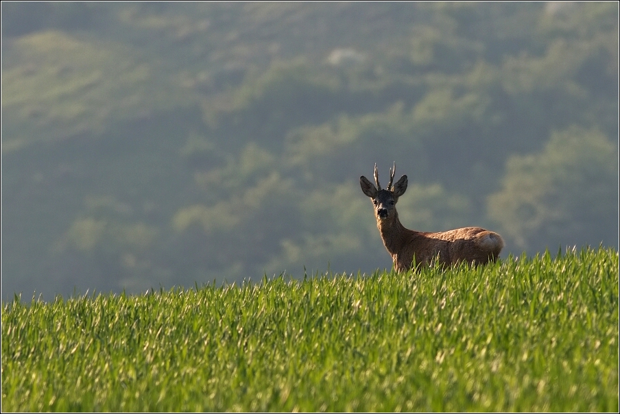 Srnec obecný  ( Capreolus  capreolus )
