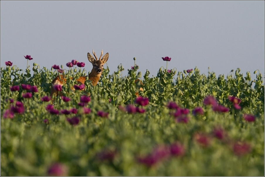 Srnec obecný  ( Capreolus  capreolus )