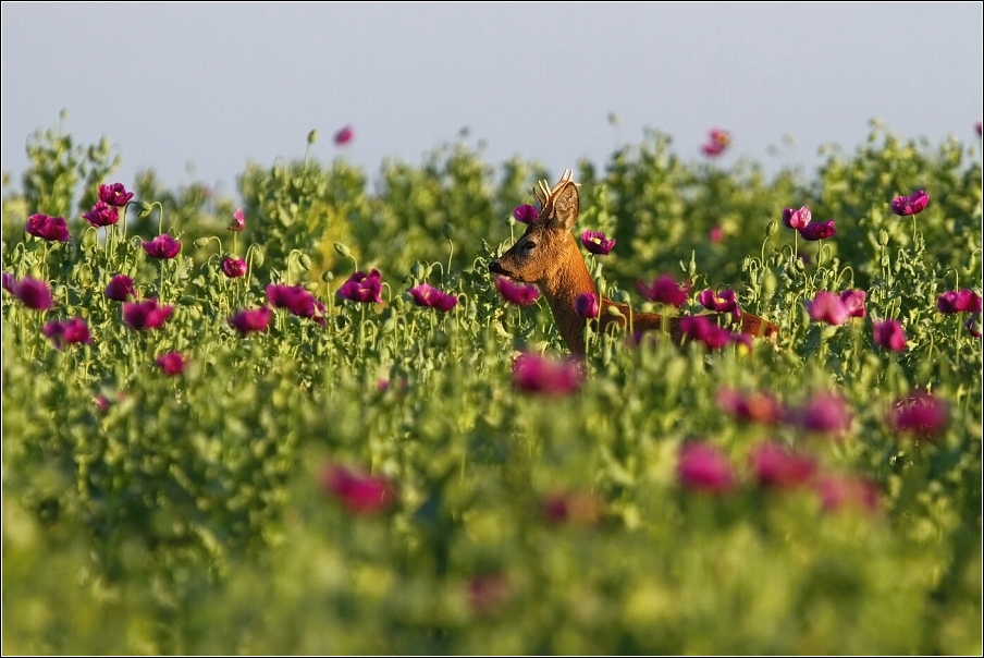 Srnec obecný  ( Capreolus  capreolus )