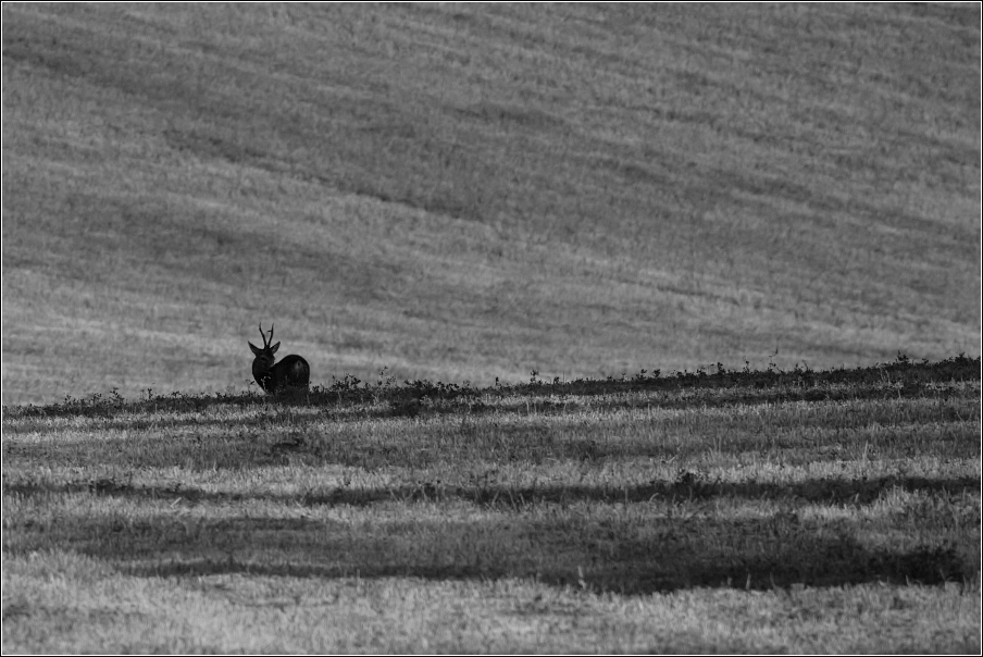 Srnec obecný  ( Capreolus  capreolus )