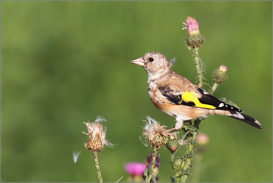 Stehlík obecný ( Carduelis carduelis )