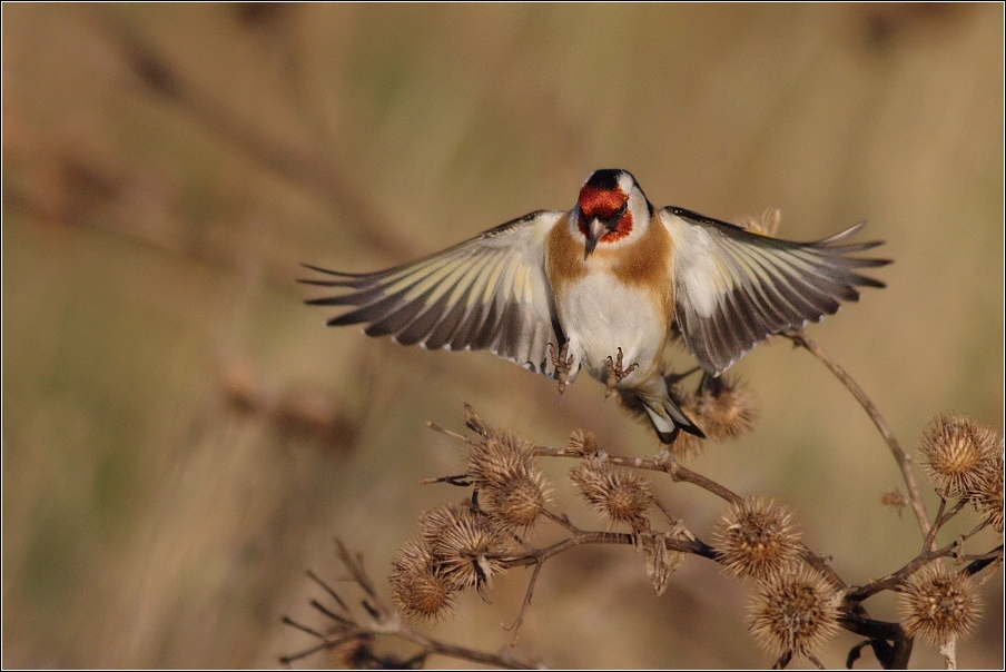 Stehlík obecný  ( Carduelis carduelis )
