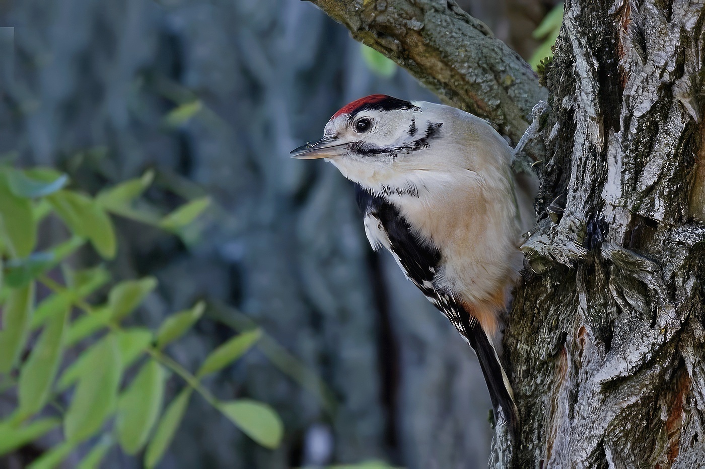 Strakapoud jižní  ( Dendrocopos syriacus )