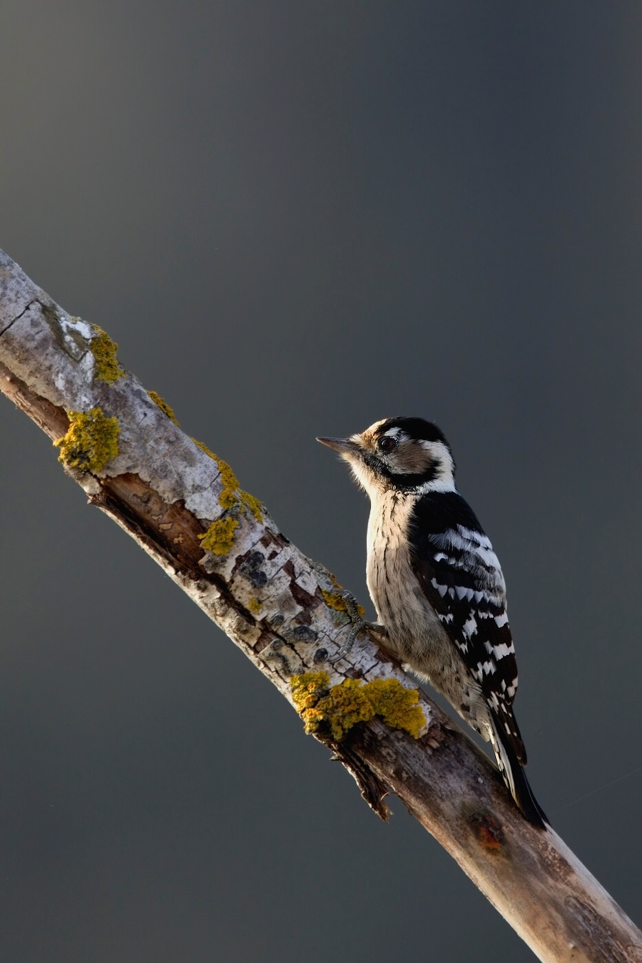 Strakapoud malý  ( Dendrocopos minor )