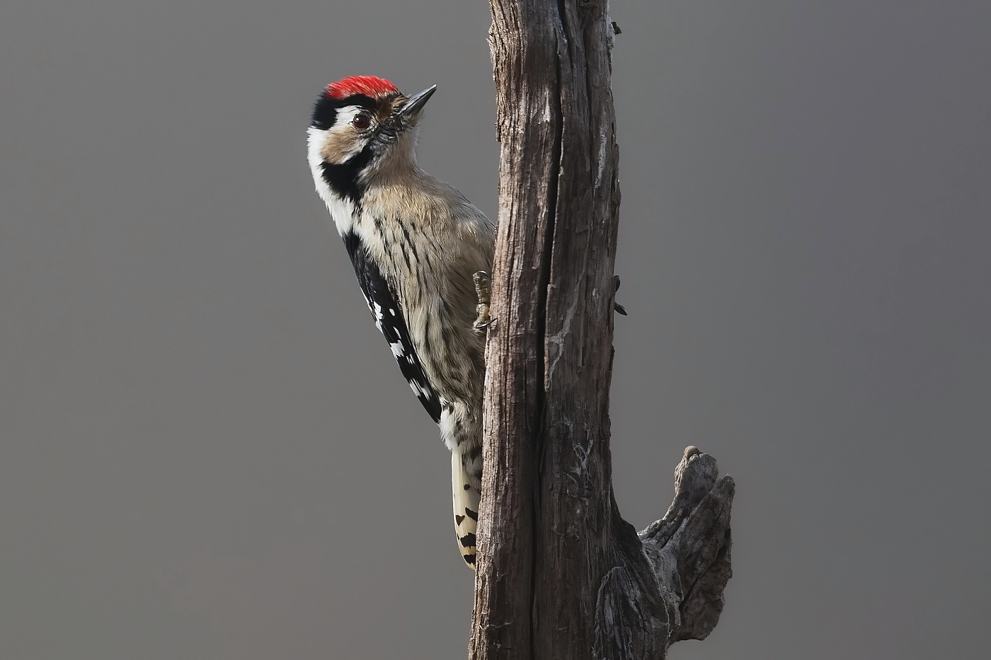 Strakapoud malý  ( Dendrocopos minor )