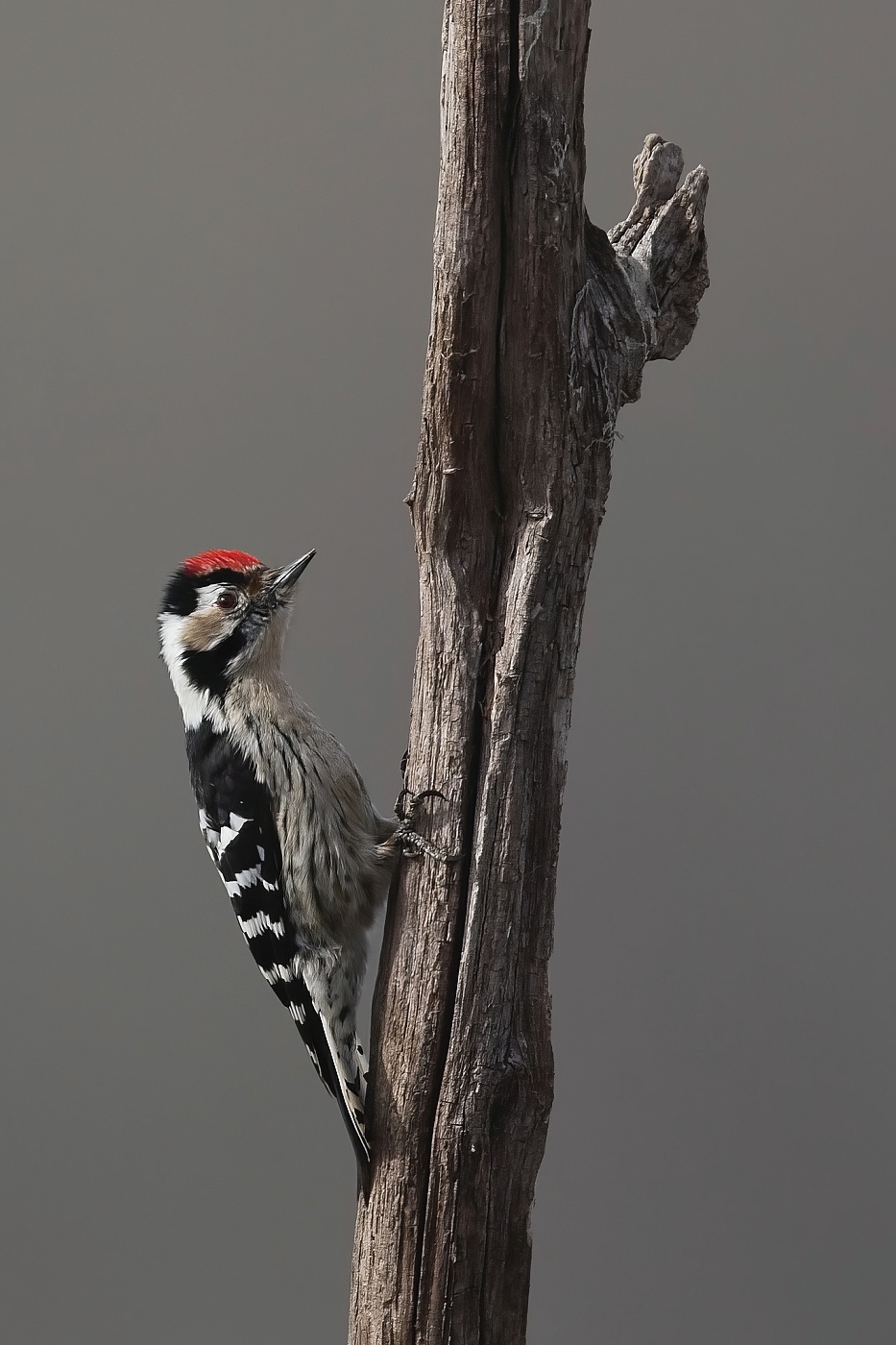 Strakapoud malý  ( Dendrocopos minor )