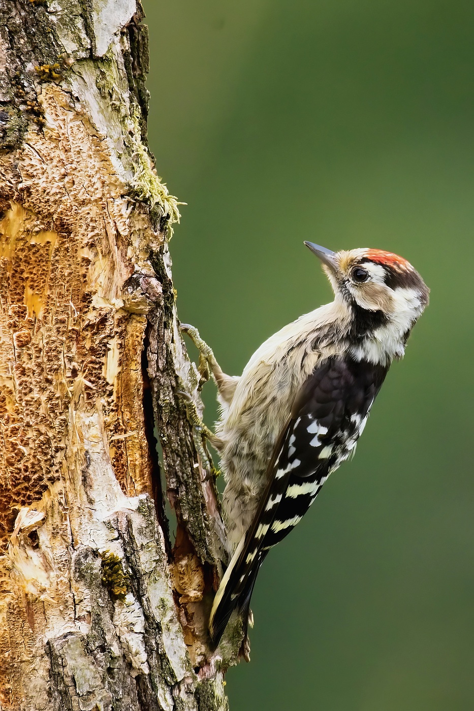Strakapoud malý  ( Dendrocopos minor )